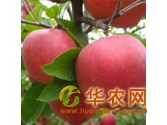 低價(jià)出售大量紅富士蘋(píng)果產(chǎn)地批發(fā) 山東蘋(píng)果基地市場(chǎng)價(jià)格
